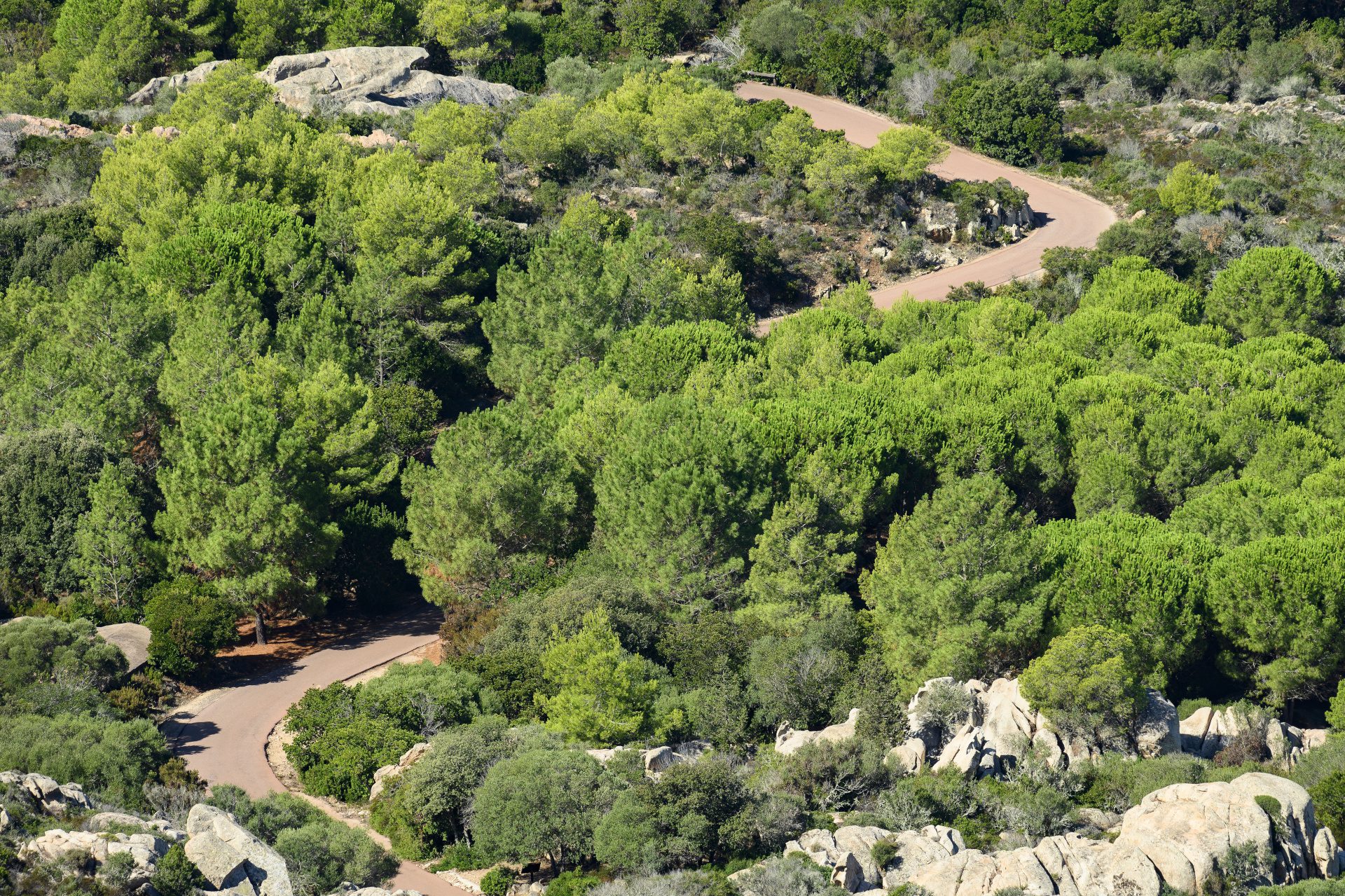 Stunning view of a curvy road that crosses a rich and green vegetation of juniper trees and pine trees in the natural reserve of Caprera, Maddalena Island, Sardinia, Italy. Cycling tour on a curvy road in a rich and green vegetation of juniper trees and pine trees in the natural reserve of Caprera, Maddalena Island, Sardinia,