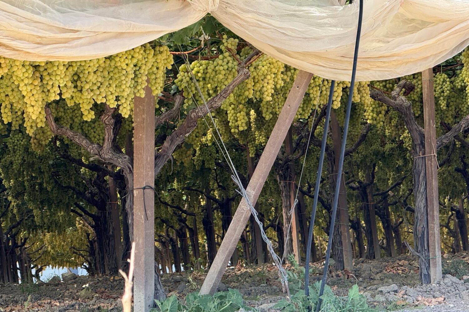 Sicily land of grapes and wine